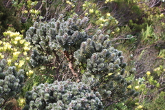 Kogelberg pagoda (Mimetes arboreus)