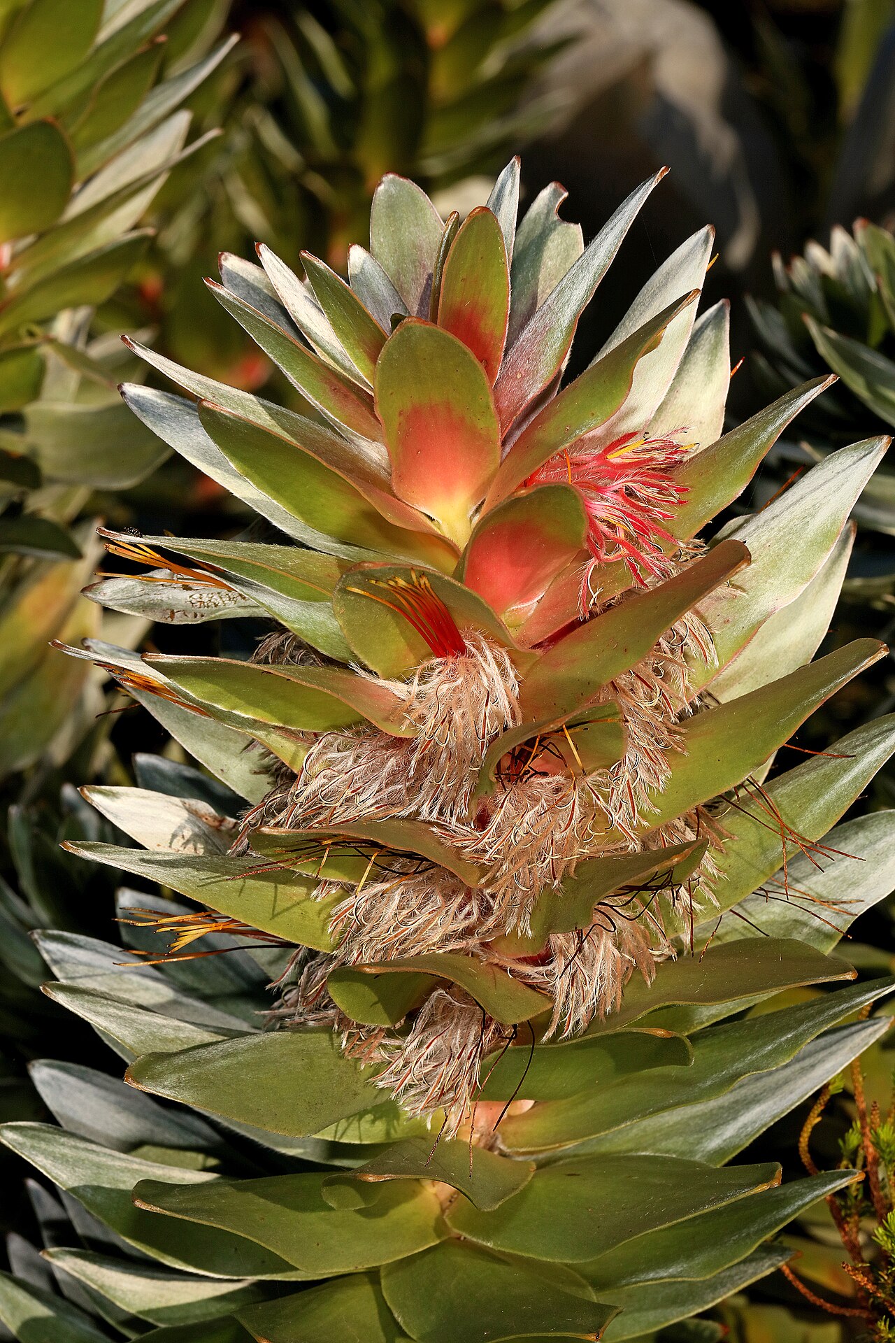 Kogelberg pagoda: Mimetes arboreus , flowerheads; Betty's Bay (cultivated), Western Cape, South Africa