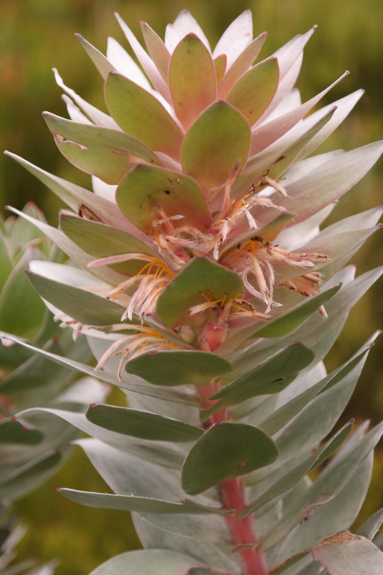 Kogelberg pagoda: A Kogelberg pagoda, Mimetes arboreus , flowering stem, photographed by Nick Helme, on 16 March 2016 2016, somewhere in the Kogelberg Nature Reserve