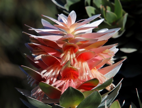 Kogelberg pagoda (Mimetes arboreus)