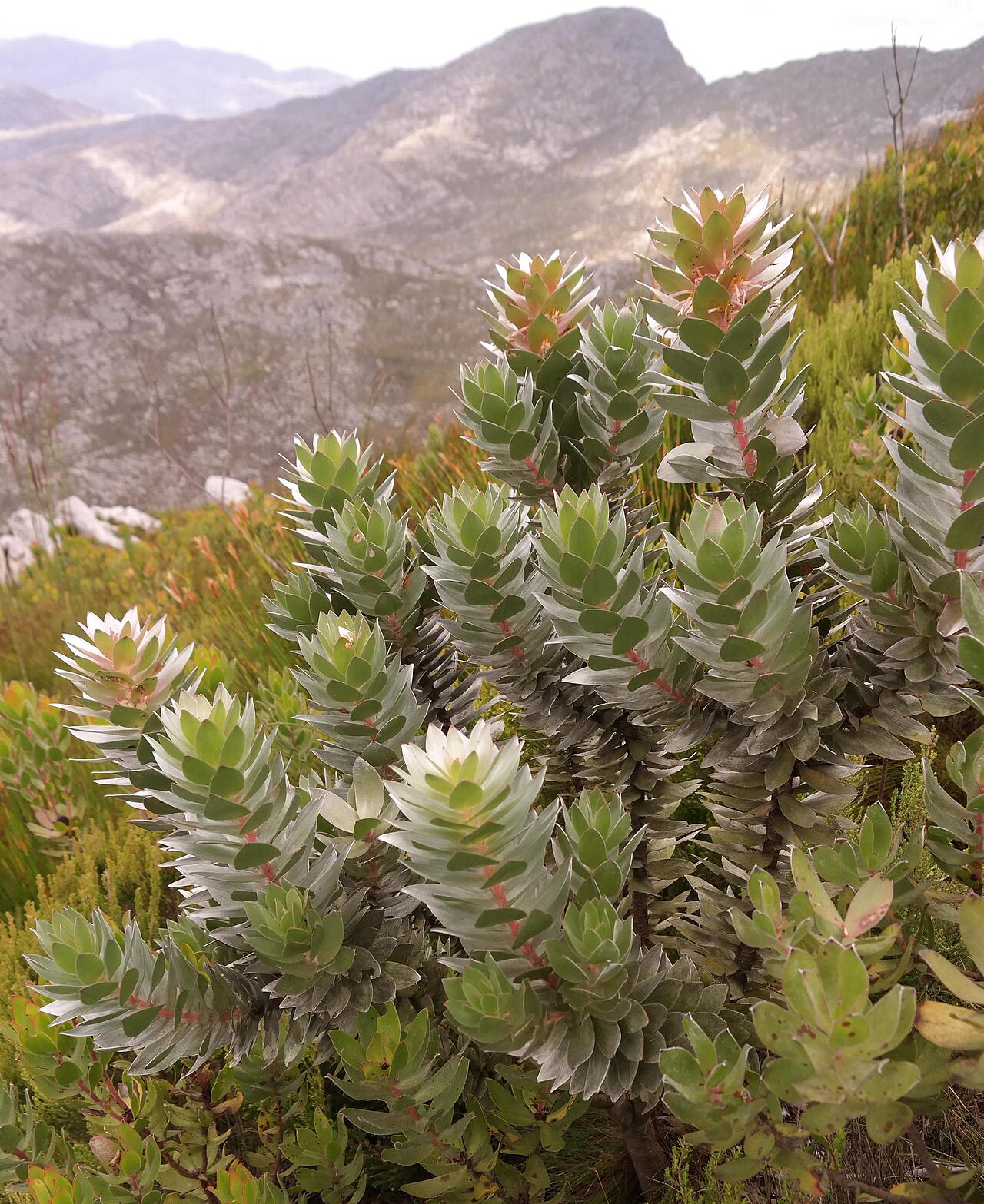 Kogelberg pagoda: A Kogelberg pagoda, Mimetes arboreus , habit, photographed by Nick Helme, on 16 March 2016 2016, somewhere in the Kogelberg Nature Reserve
