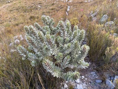 Silver pagoda (Mimetes argenteus)