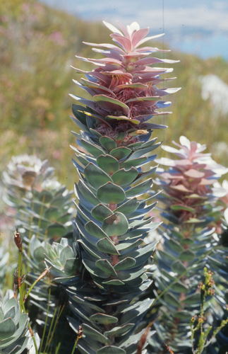 Silver pagoda (Mimetes argenteus)