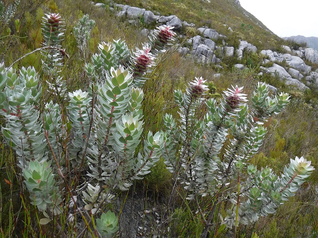 Silver pagoda: The silver pagoda, Mimetes argenteus , photographed by Nick Helme, on 14 April 2018, at the Dwarsberg, Hottentots Holland, Caledon County, Western Cape province