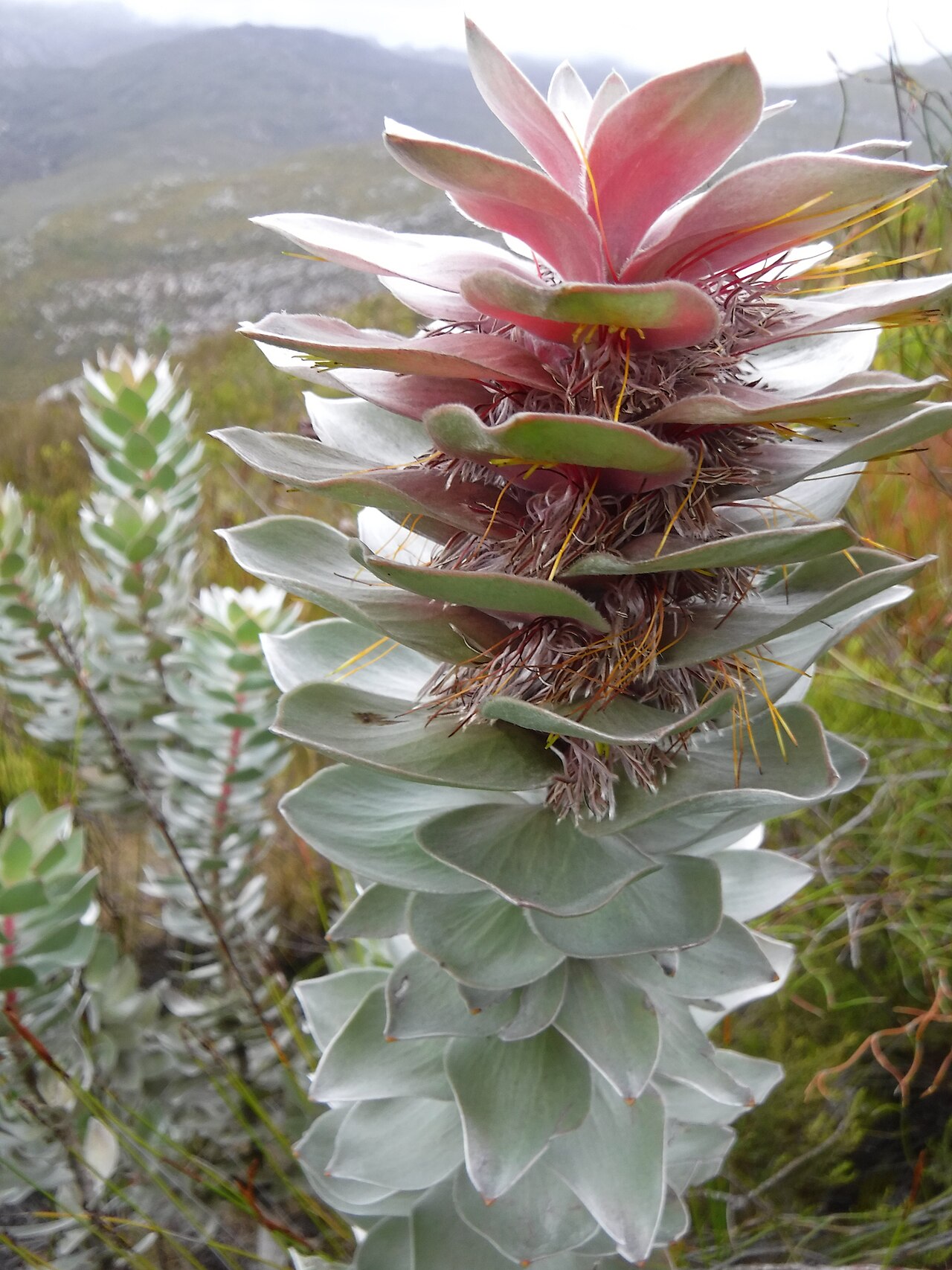 Silver pagoda: The silver pagoda, Mimetes argenteus , photographed by Nick Helme, on 14 April 2018, at the Dwarsberg, Hottentots Holland, Caledon County, Western Cape province