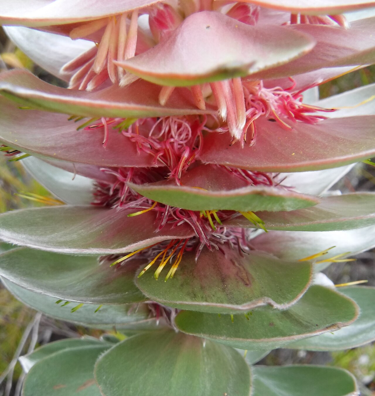 Silver pagoda: The silver pagoda, Mimetes argenteus , photographed by Nick Helme, on 14 April 2018, at the Dwarsberg, Hottentots Holland, Caledon County, Western Cape province