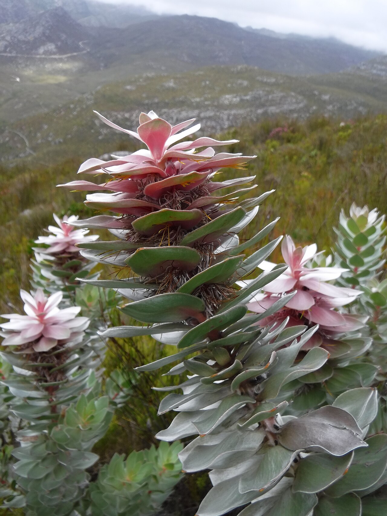 Silver pagoda: The silver pagoda, Mimetes argenteus , photographed by Nick Helme, on 14 April 2018, at the Dwarsberg, Hottentots Holland, Caledon County, Western Cape province