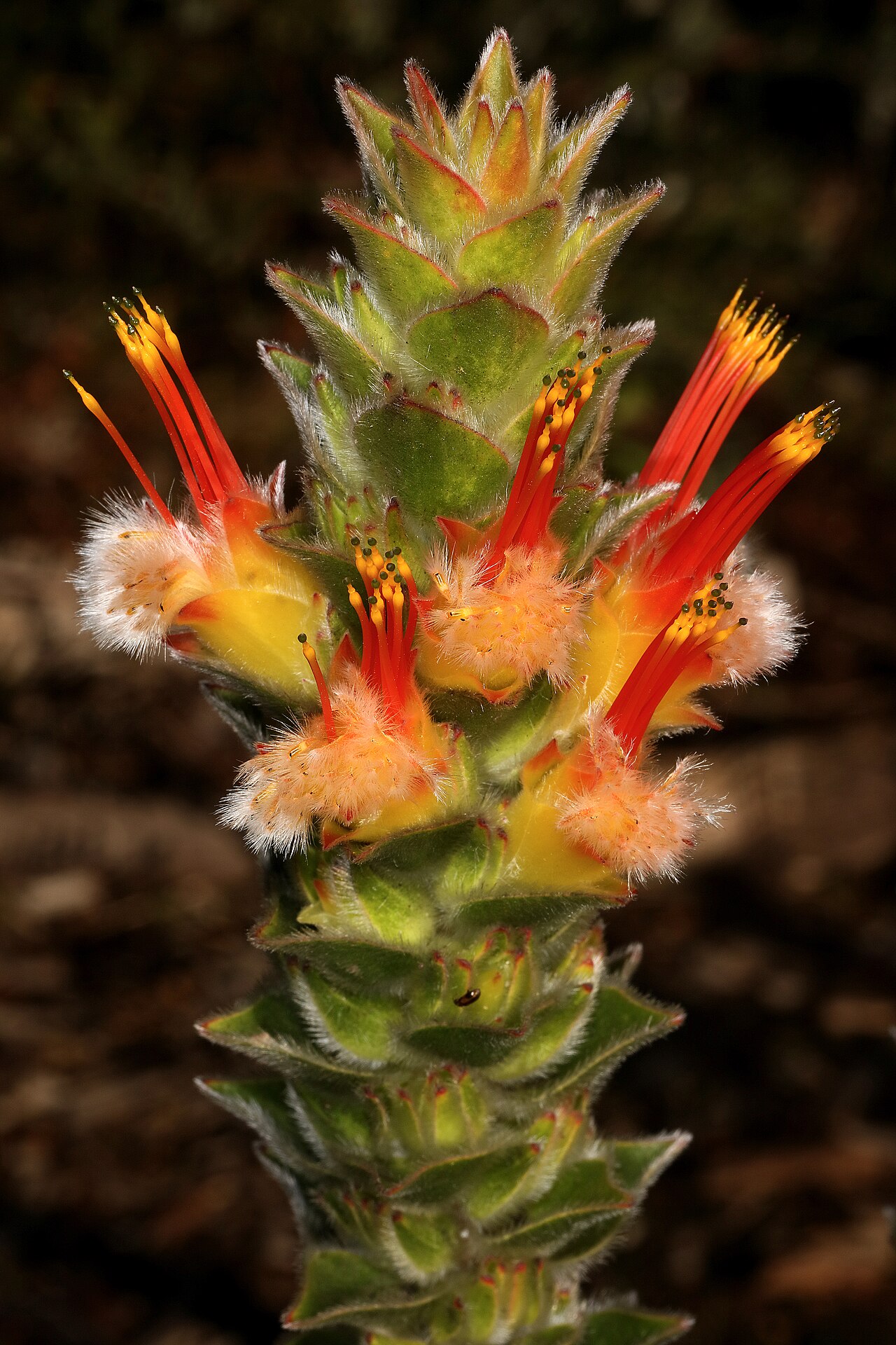 Conical pagoda: Mimetes capitulatus , flowerheads; Betty's Bay (cultivated), Western Cape, South Africa