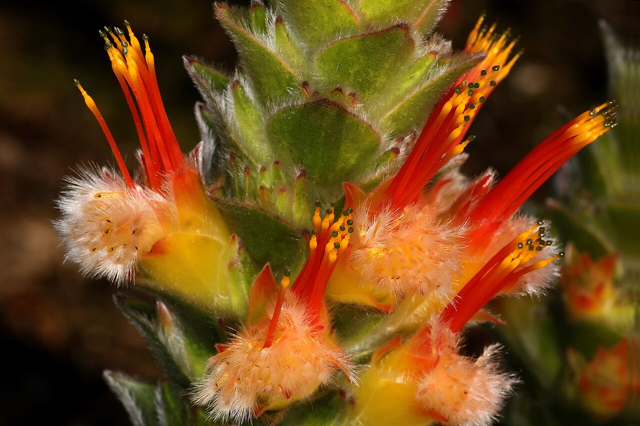 Conical pagoda: Mimetes capitulatus , flowerheads; Betty's Bay (cultivated), Western Cape, South Africa
