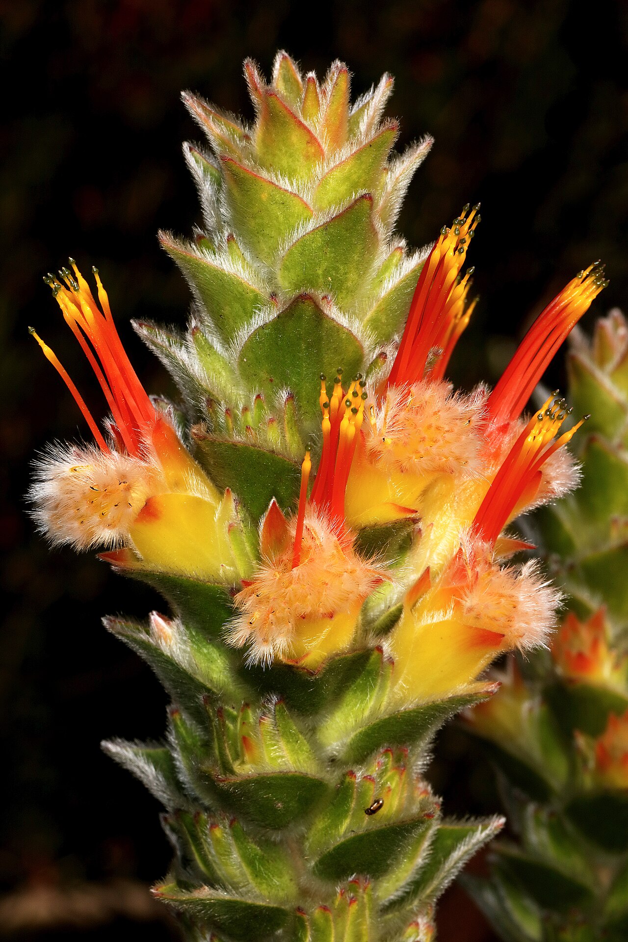 Conical pagoda: Mimetes capitulatus , flowerheads; Betty's Bay (cultivated), Western Cape, South Africa