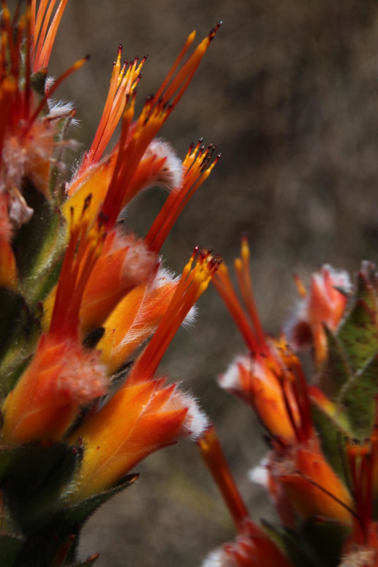 Conical pagoda: A conical pagoda, Mimetes capitulatus , photographed by Tony Rebelo, on 23 October 2015, on Rockview track at switch station, Sir Lowrys Mountain Pass, Hottento