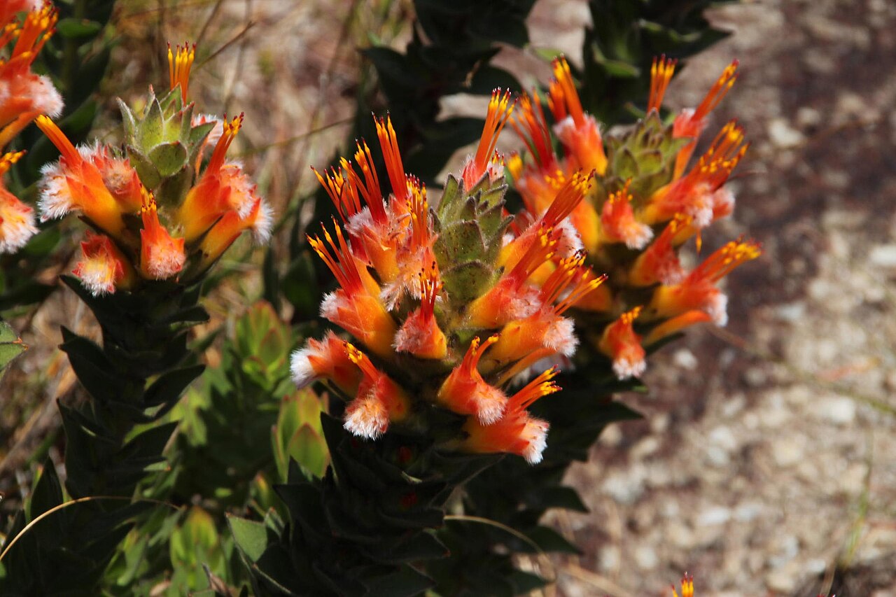 Conical pagoda: A conical pagoda, Mimetes capitulatus , photographed by Tony Rebelo, on 23 October 2015, on Rockview track at switch station, Sir Lowrys Mountain Pass, Hottento