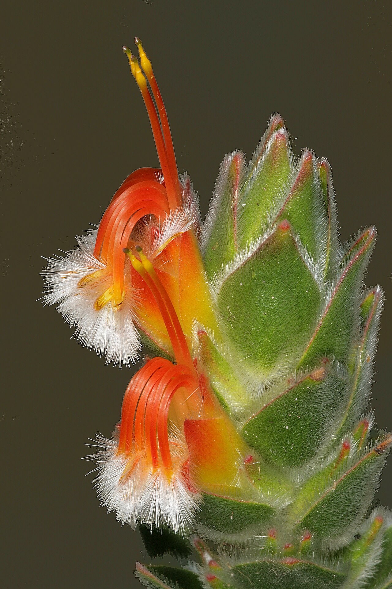 Conical pagoda: Mimetes capitulatus , flowers; Betty's Bay (cultivated), Western Cape, South Africa