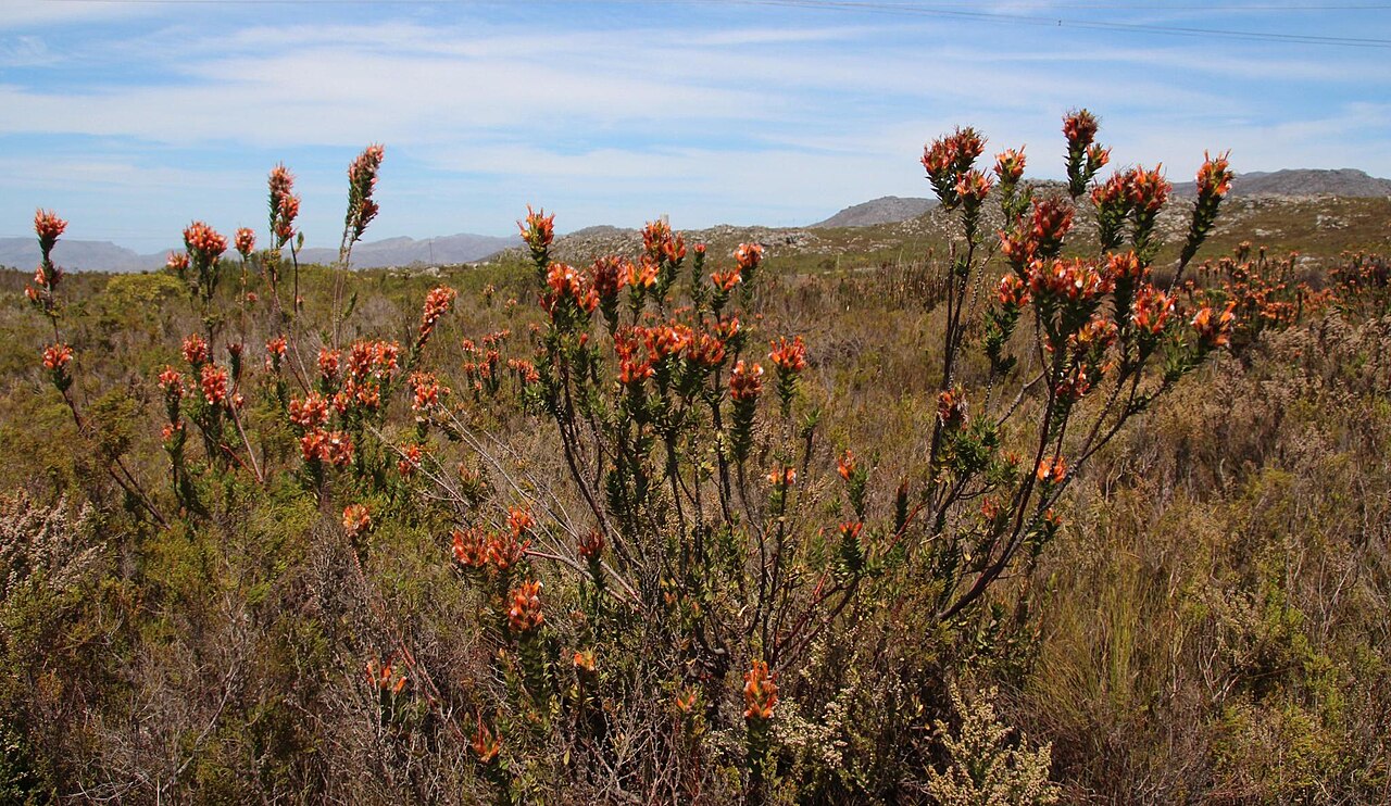 Conical pagoda: A conical pagoda, Mimetes capitulatus , photographed by Tony Rebelo, on 23 October 2015, on Rockview track at switch station, Sir Lowrys Mountain Pass, Hottento