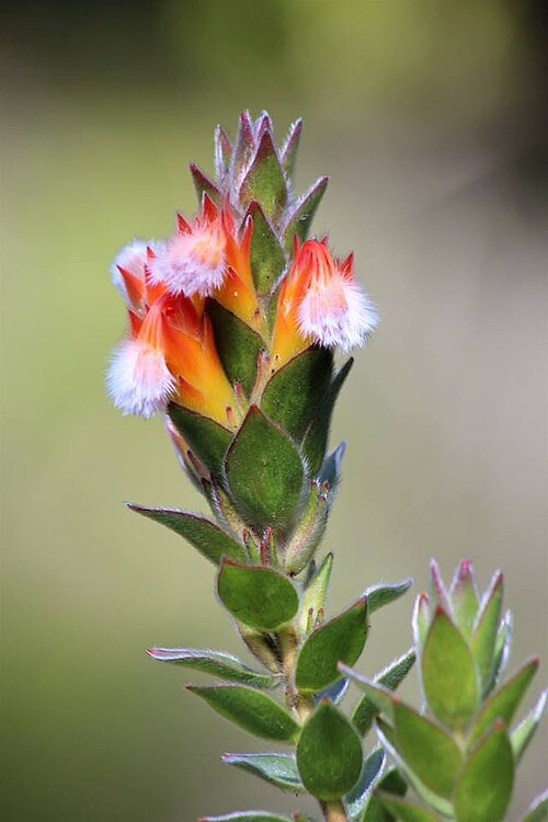Conical pagoda: Mimetes capitulatus R. Br. - Stellenbosch, South Africa