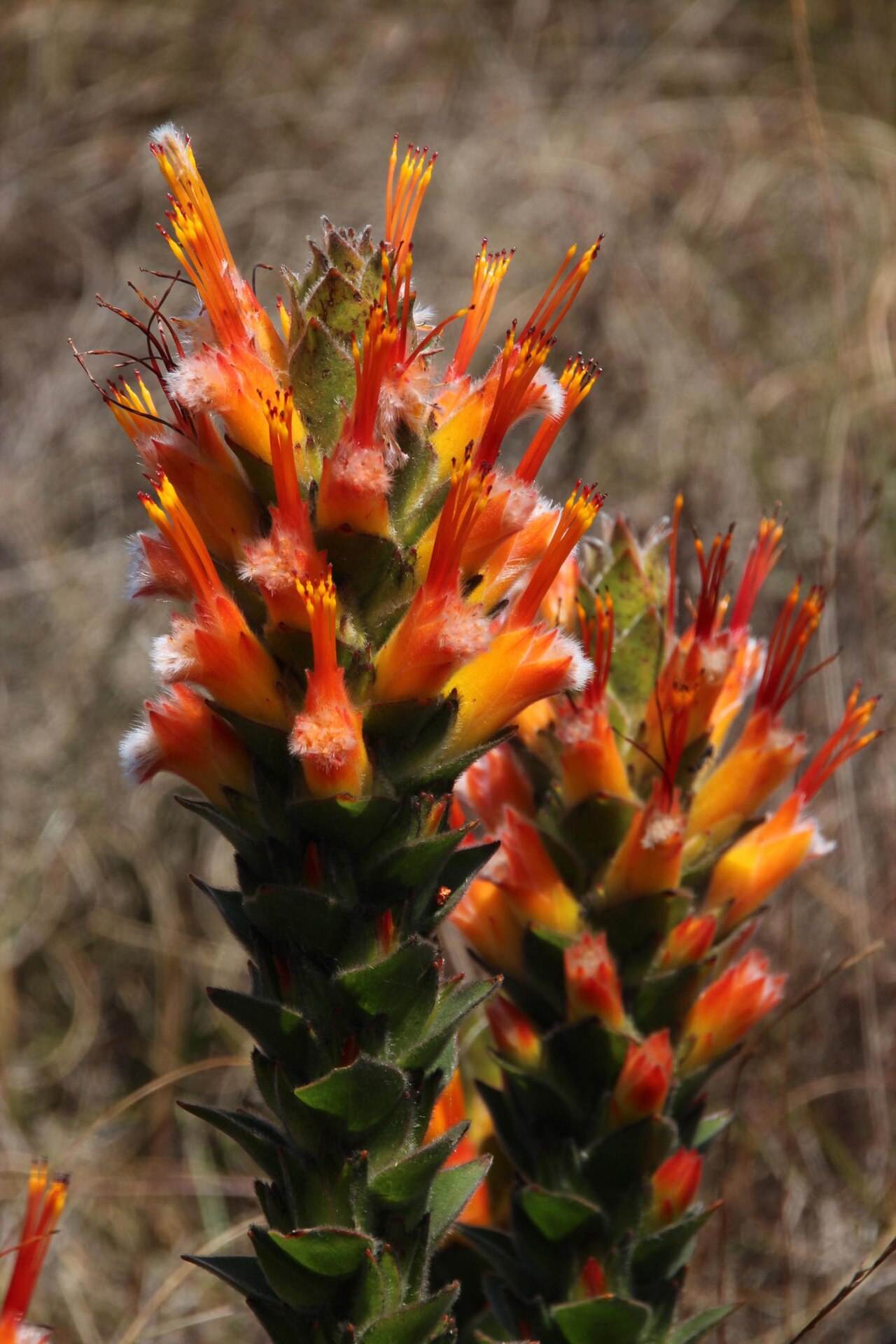 Conical pagoda: A conical pagoda, Mimetes capitulatus , photographed by Tony Rebelo, on 23 October 2015, on Rockview track at switch station, Sir Lowrys Mountain Pass, Hottento