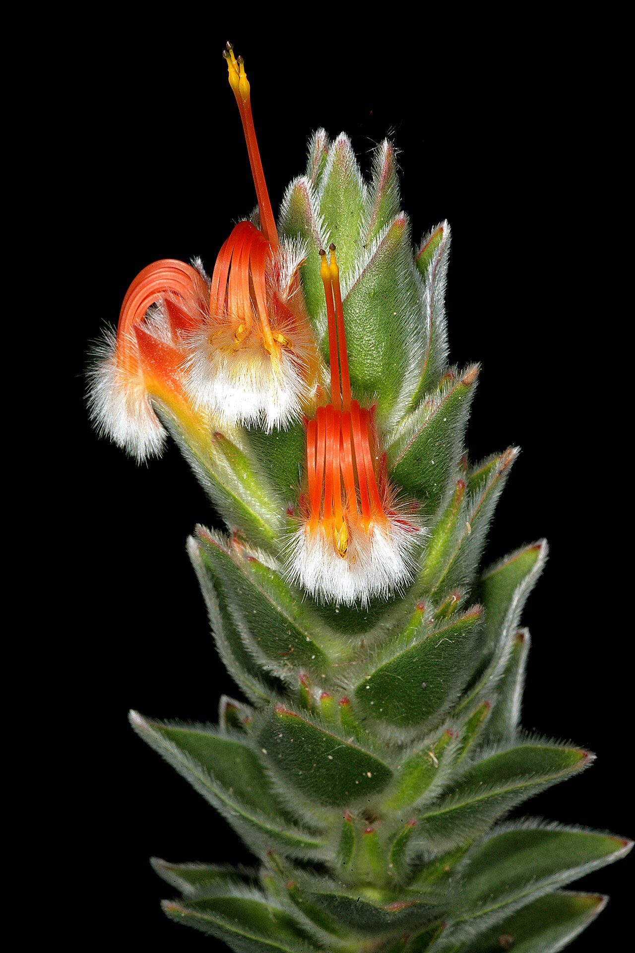 Conical pagoda: Mimetes capitulatus , flowers; Betty's Bay (cultivated), Western Cape, South Africa