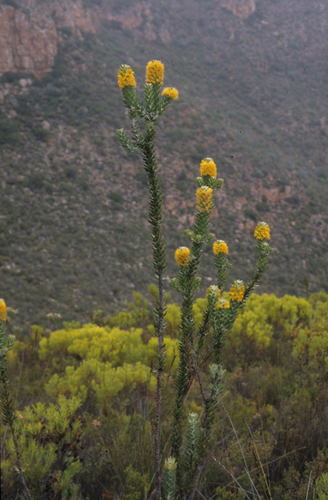Golden pagoda (Mimetes chrysanthus)