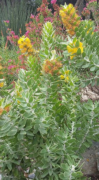 Golden pagoda: Mimetes chrysanthus Rourke - Kirstenbosch Botanical Gardens, Cape Town, South Africa
