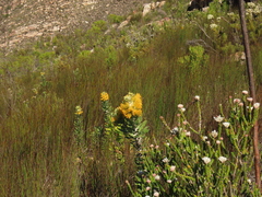 Golden pagoda (Mimetes chrysanthus)