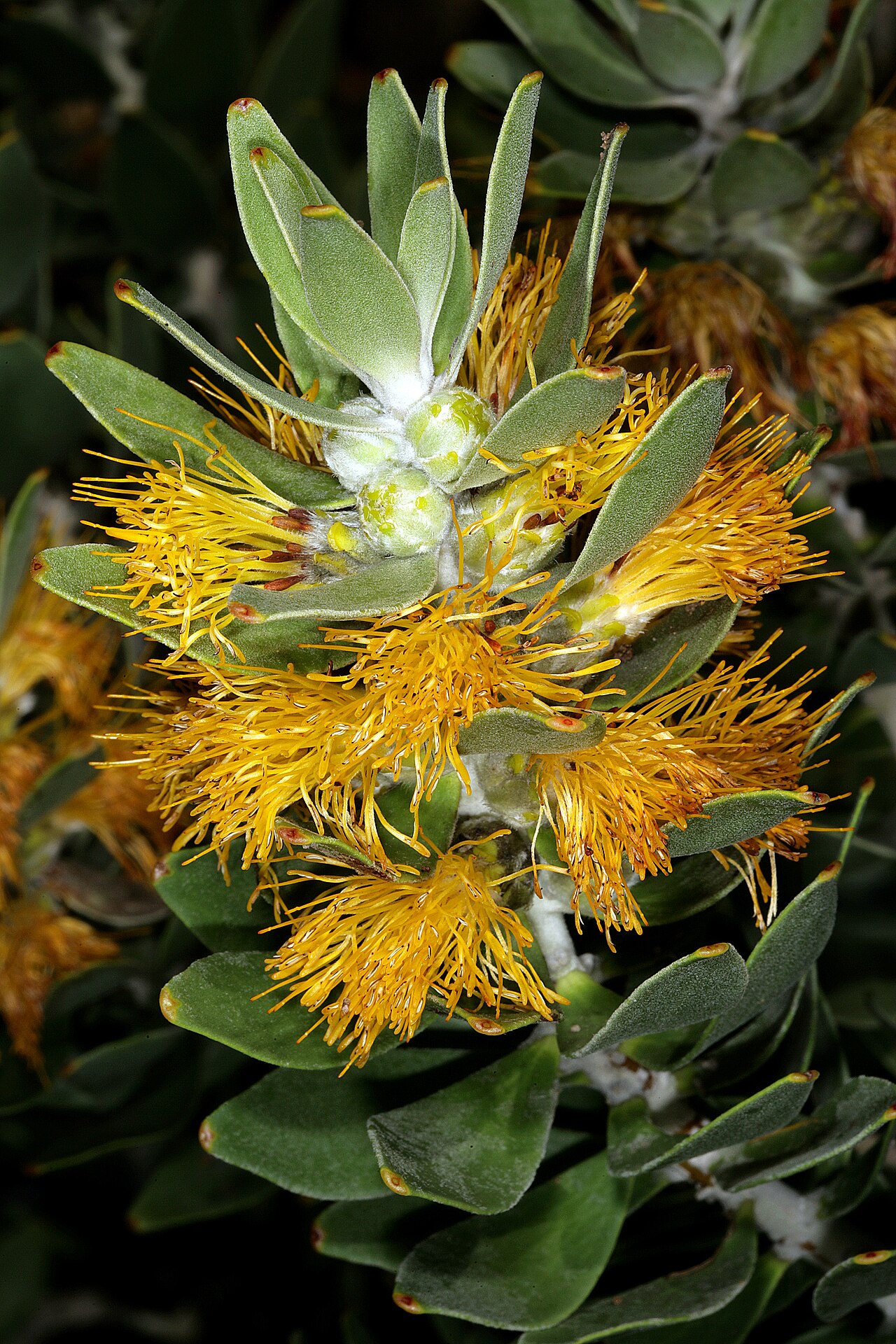 Golden pagoda: Mimetes chrysanthus , inflorescence; Kirstenbosch National Botanical Garden, Cape Town, Western Cape, South Africa