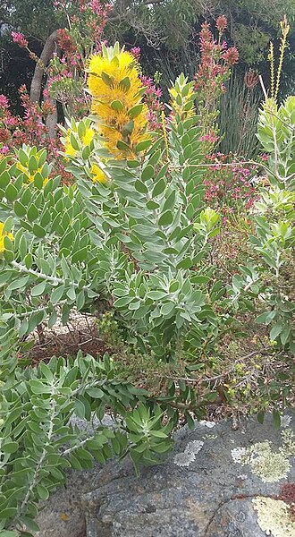 Golden pagoda: Mimetes chrysanthus Rourke - Kirstenbosch Botanical Gardens, Cape Town, South Africa