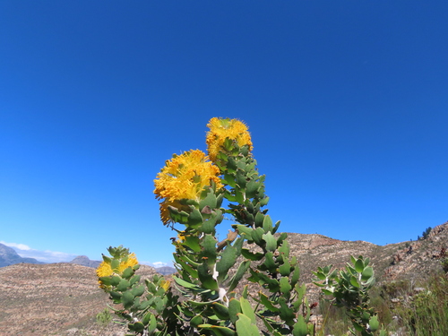 Golden pagoda (Mimetes chrysanthus)