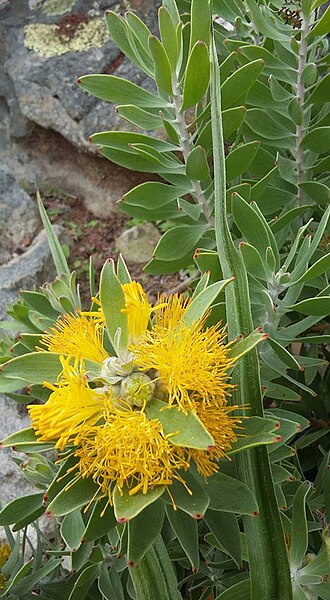 Golden pagoda: Mimetes chrysanthus Rourke - Kirstenbosch Botanical Gardens, Cape Town, South Africa