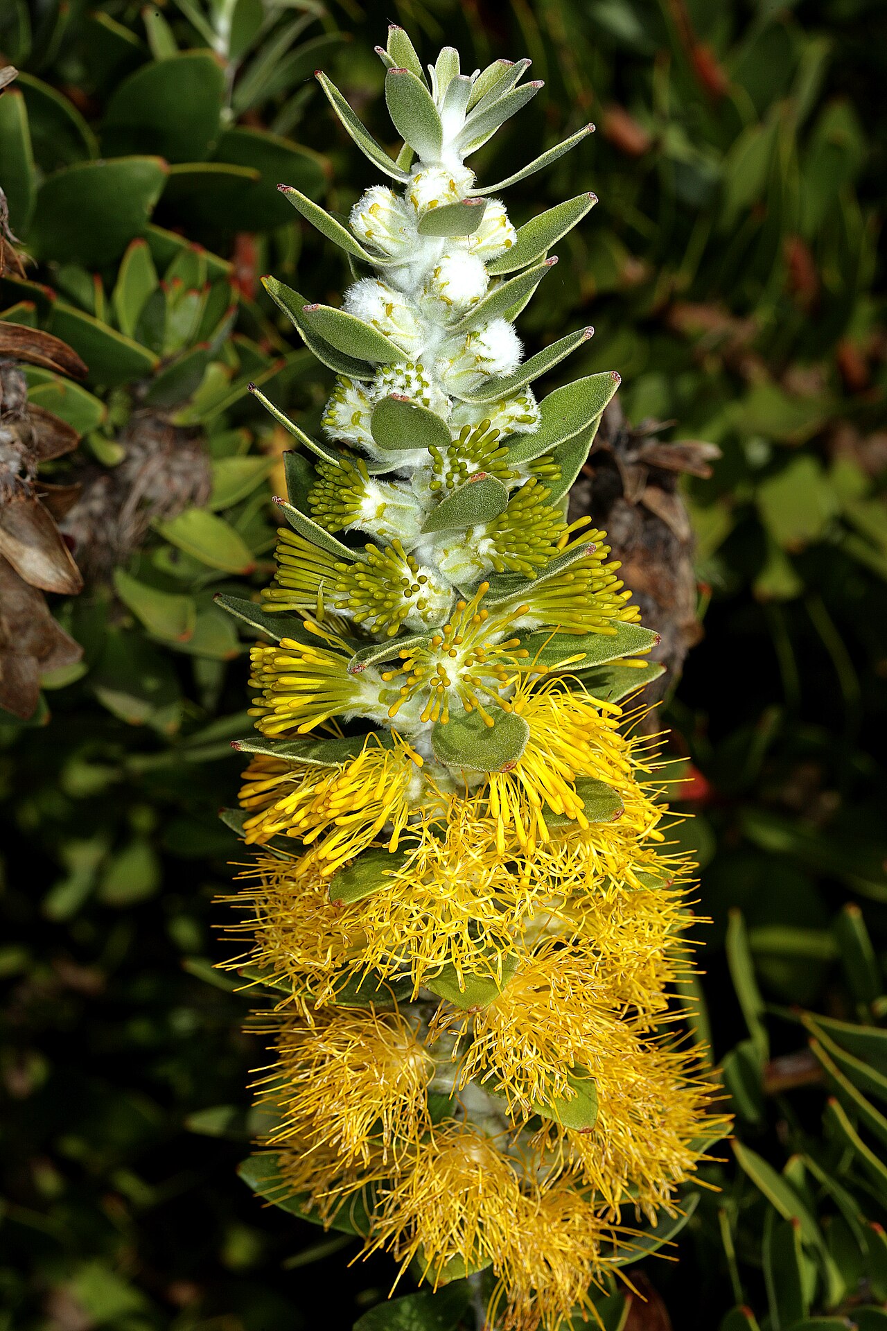 Golden pagoda: Mimetes chrysanthus , inflorescence; Kirstenbosch National Botanical Garden, Cape Town, Western Cape, South Africa