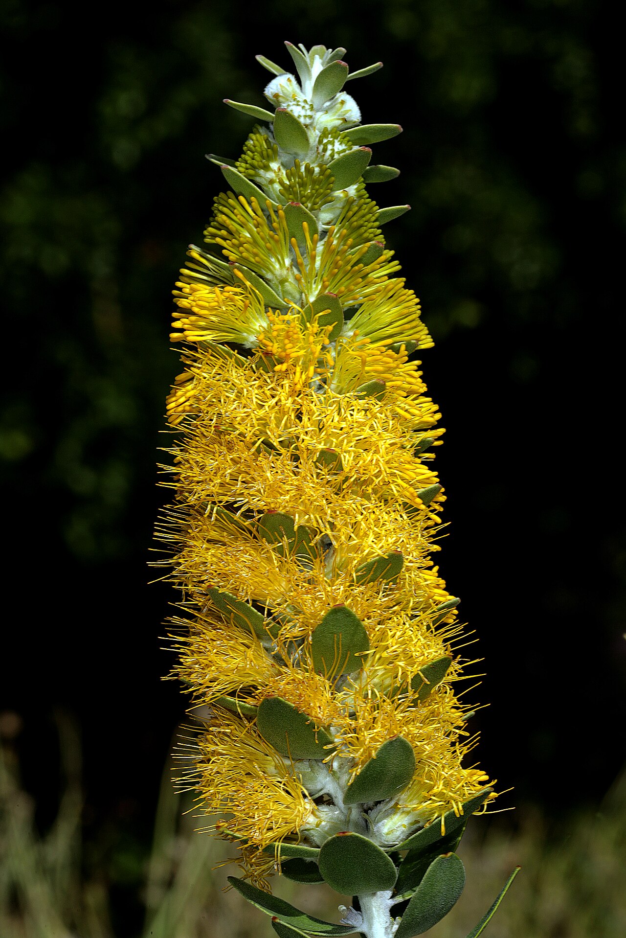 Golden pagoda: Mimetes chrysanthus , inflorescence; Kirstenbosch National Botanical Garden, Cape Town, Western Cape, South Africa
