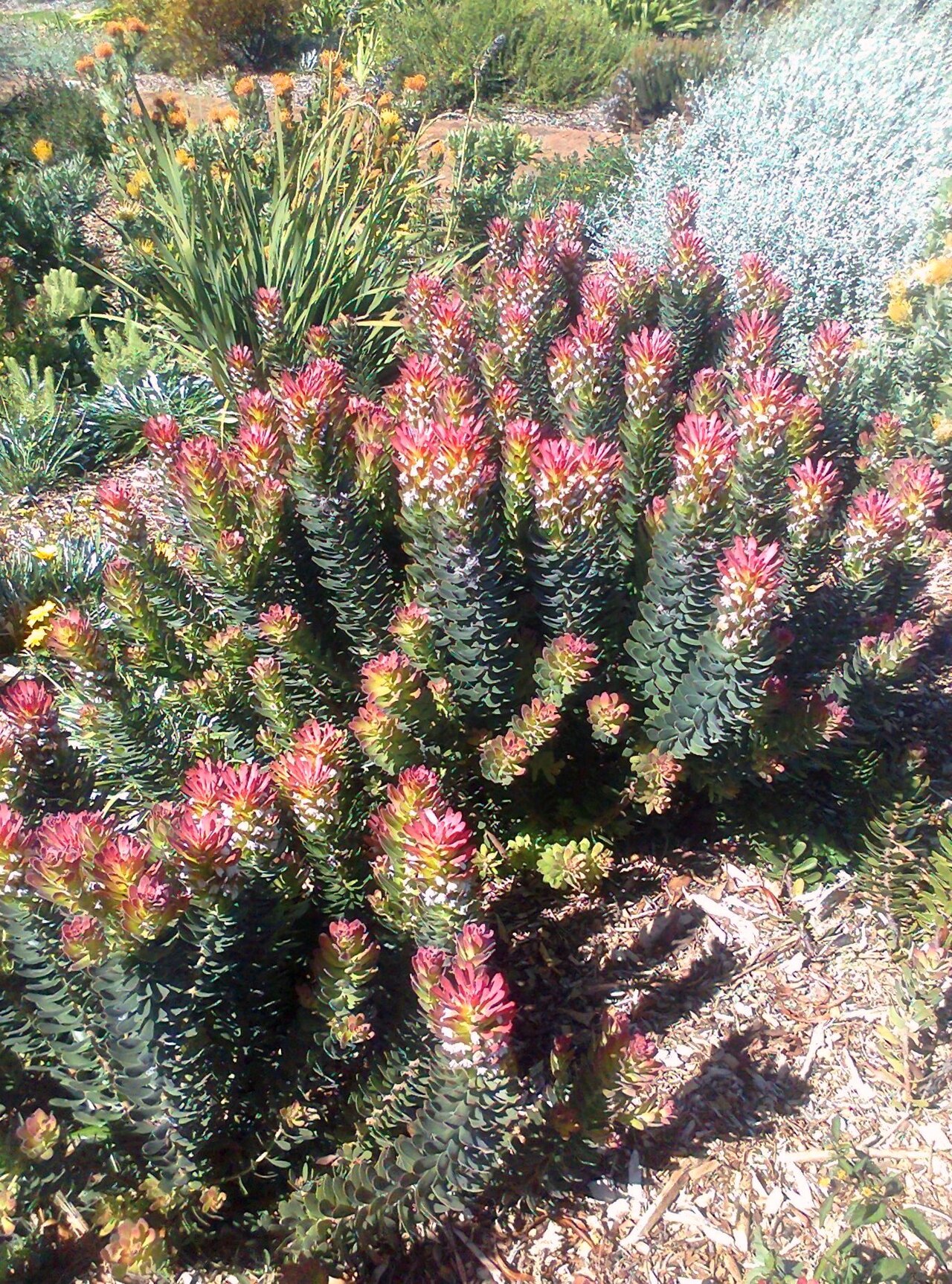 Common pagoda: Mimetes cucullatus - Rooistompie - Western Cape - SA