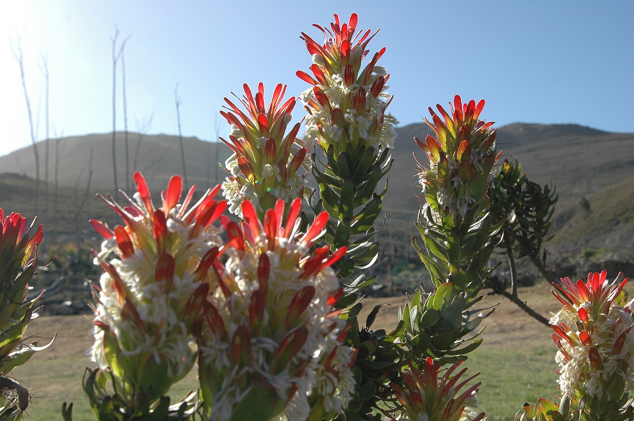 Common pagoda: Mimetes cucullatus near Cape Town