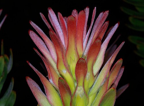 Common pagoda: Mimetes cucullatus at Kirstenbosch