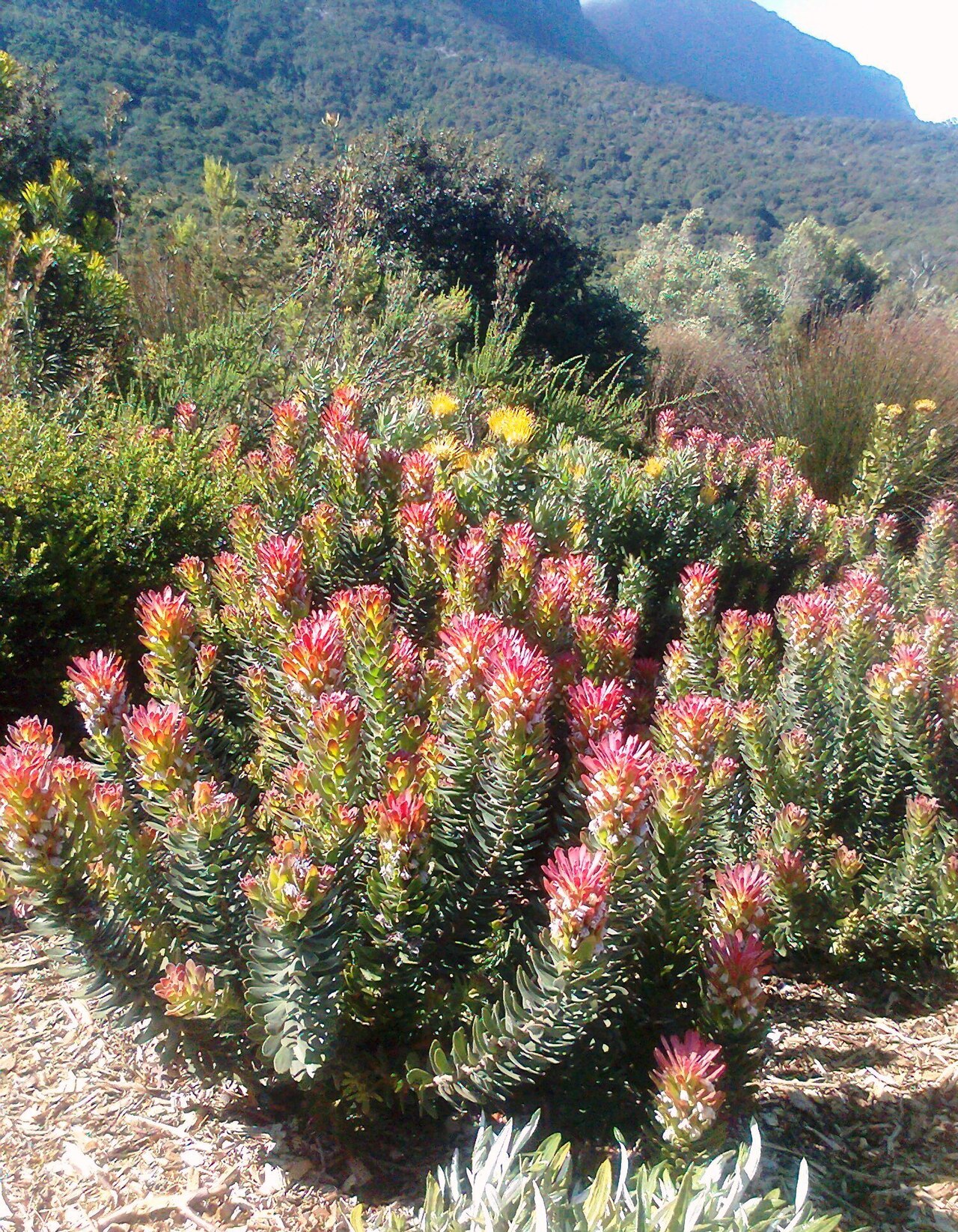 Common pagoda: Mimetes cucullatus - Rooistompie - Western Cape - SA