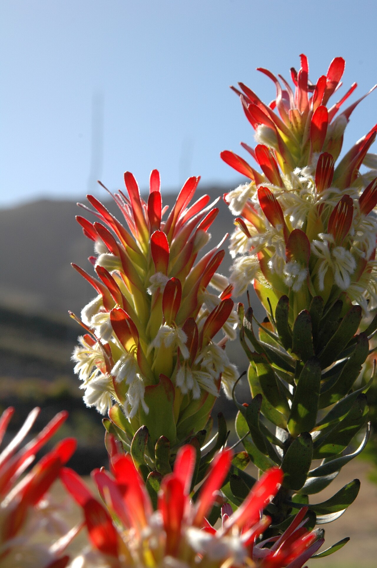 Common pagoda: Mimetes cucullatus near Cape Town