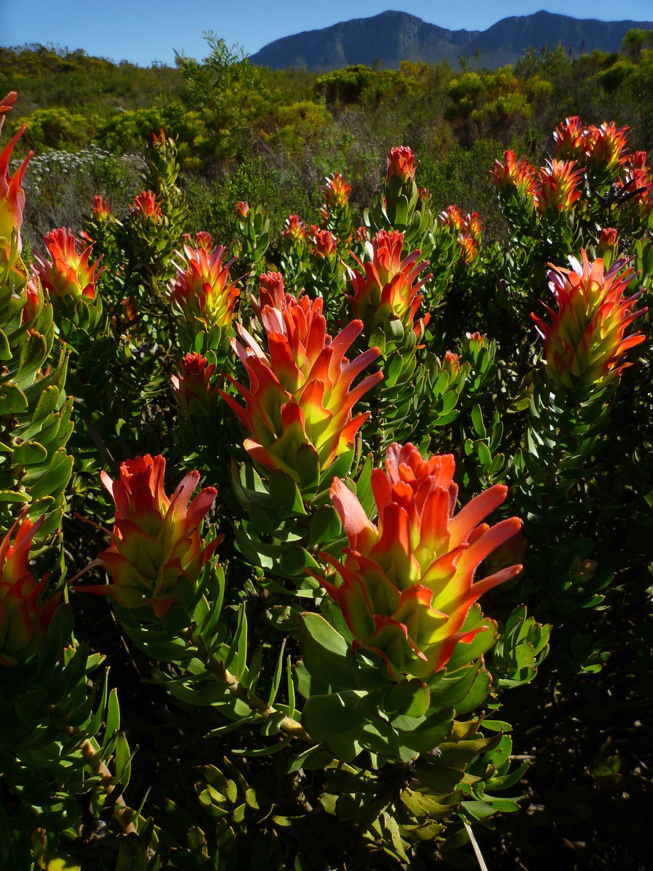 Common pagoda: Mimetes cucullatus in Fernkloof Nature Reserve (Hermanus, South Africa).