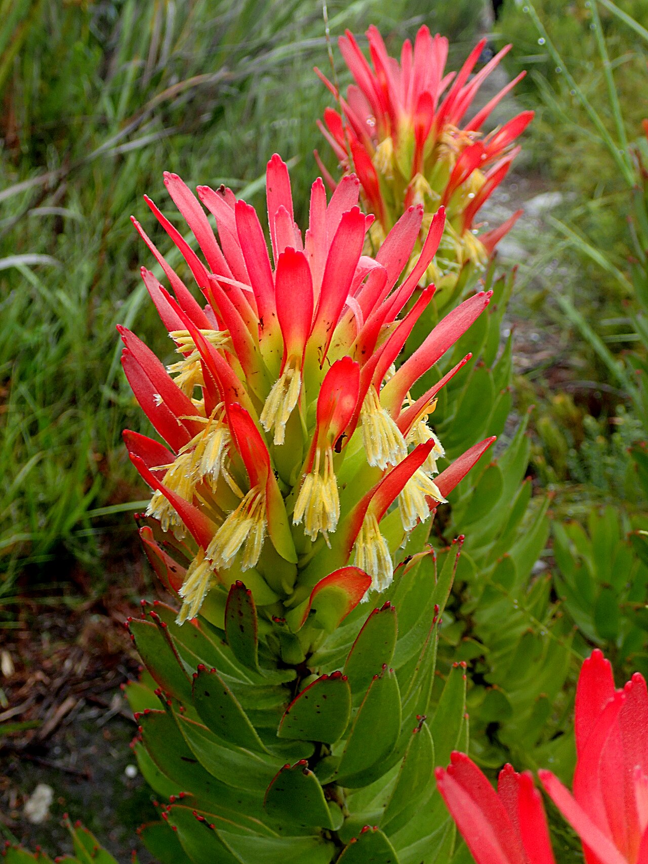 Common pagoda: red pagoda Mimetes cucullatus , photographed in Hangklip, near Pringle Bay, SA