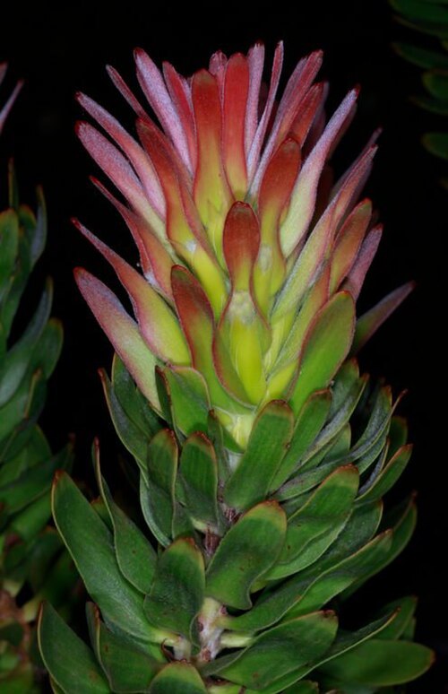 Common pagoda: Mimetes cucullatus at Kirstenbosch