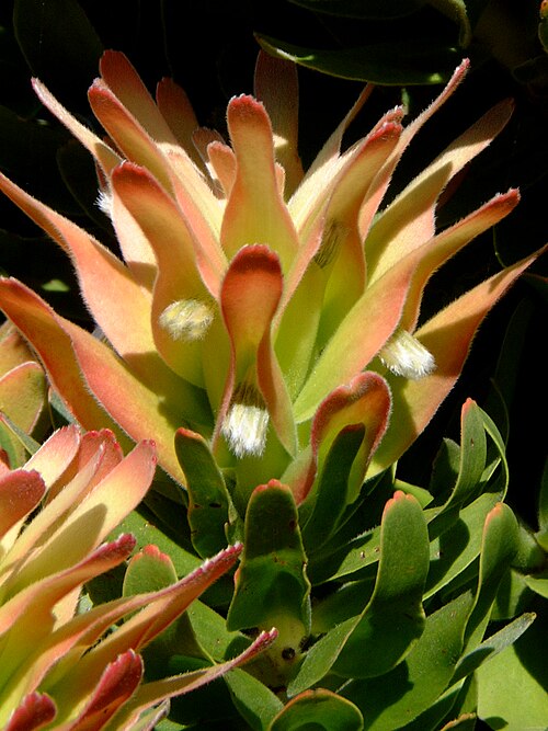 Mimetes fimbriifolius: Mimetes fimbrifolius