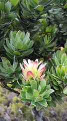 Mimetes fimbriifolius (Mimetes fimbriifolius)
