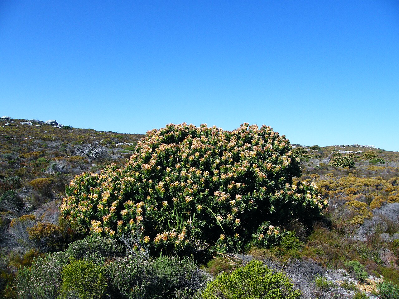 Mimetes fimbriifolius: Tree Pagoda