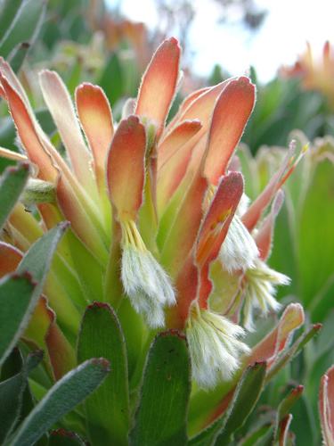 Mimetes fimbriifolius (Mimetes fimbriifolius)
