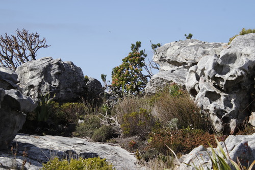 Mimetes fimbriifolius (Mimetes fimbriifolius)