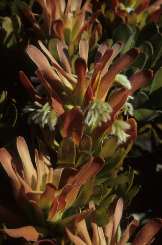Mimetes fimbriifolius (Mimetes fimbriifolius)