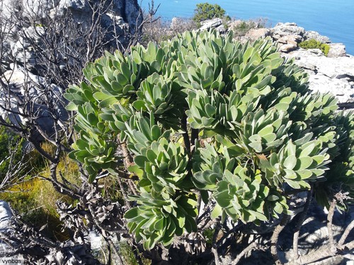 Mimetes fimbriifolius (Mimetes fimbriifolius)