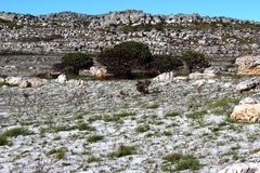 Mimetes fimbriifolius (Mimetes fimbriifolius)