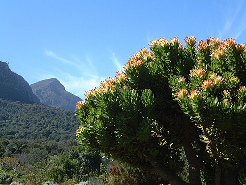 Mimetes fimbriifolius: Mimetes fimbrifolius