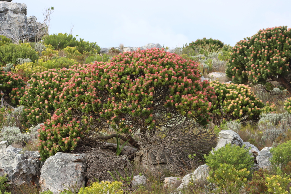 Mimetes fimbriifolius (Mimetes fimbriifolius)