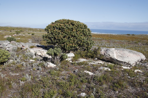Mimetes fimbriifolius (Mimetes fimbriifolius)