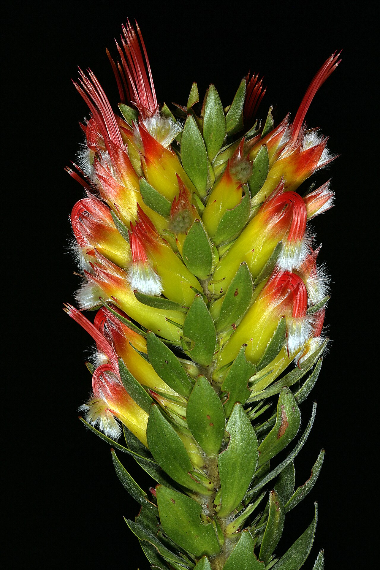 Marsh pagoda: Mimetes hirtus , inflorescence; Caledon Wild Flower Show, Caledon, Western Cape, South Africa